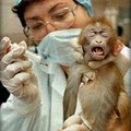 Animal-testing-thumb
