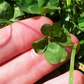 4-leafed_clover-thumb