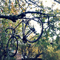 Bikesontrees-thumb