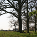 Oak_trees_at_sunbank-thumb
