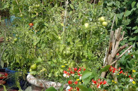 090808_d70_042_-medium