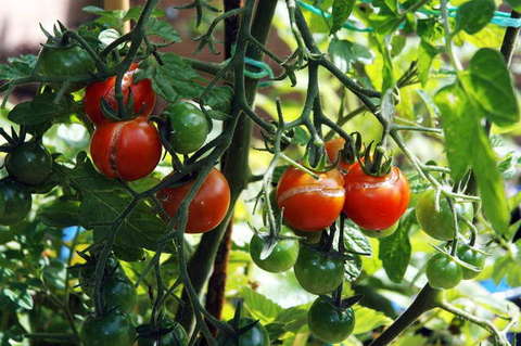 090808_d70_054_-medium