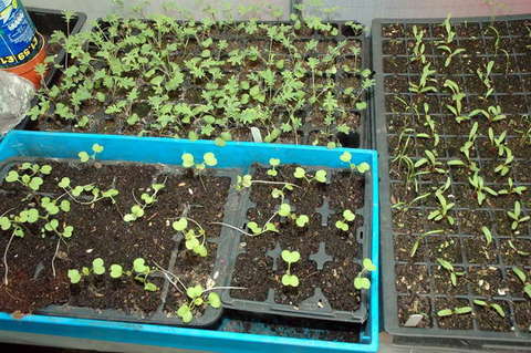 090808_d70_174_-medium