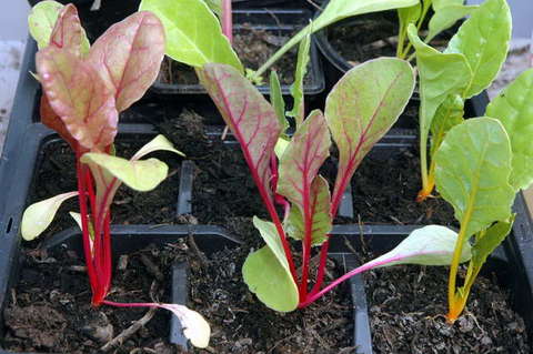 090808_d70_178_-medium