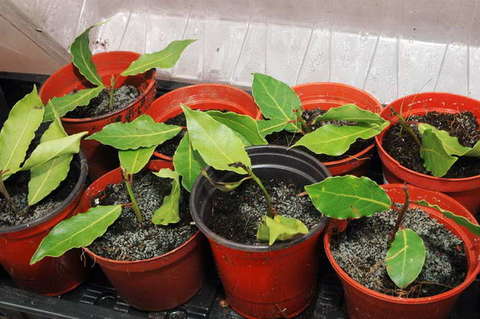 090808_d70_182_-medium