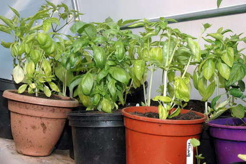 090808_d70_187_-medium