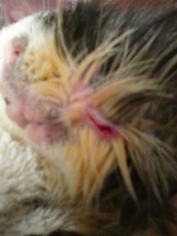 Face_with_wounds-medium