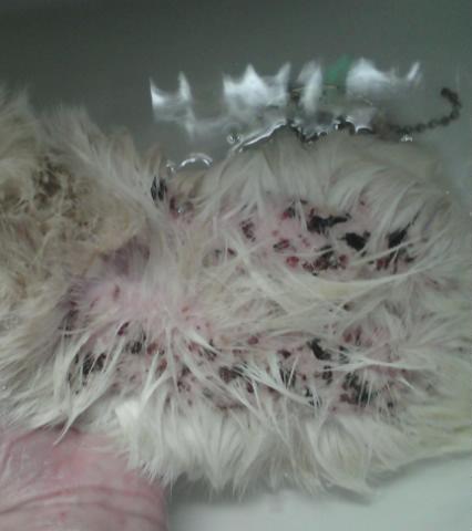 Guinea_pig_skin-medium