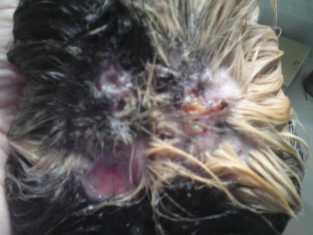 Guinea_pig_with_severe_mouth_and_facial_infections-medium