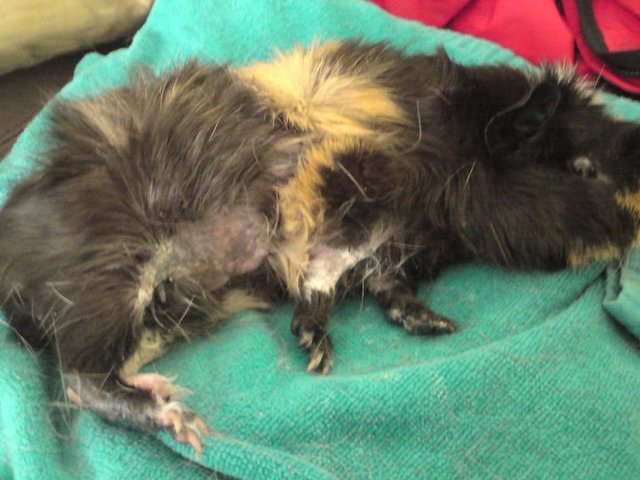 Guinea_pig_with_skin_infection_and_swelling-medium