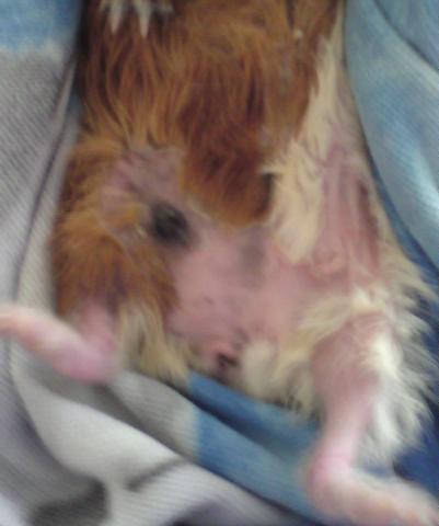 Guinea_pig_with_skin_infections-medium