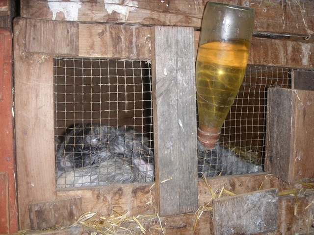 Rabbit_with_tick_in_cage_with_yellow_water__resized_-medium