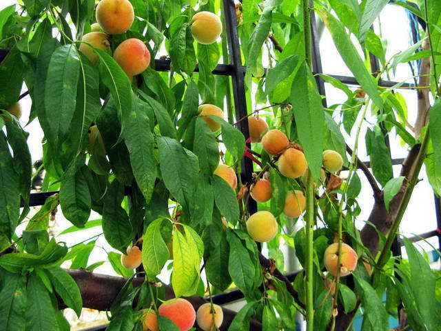 100726_g9_131-medium