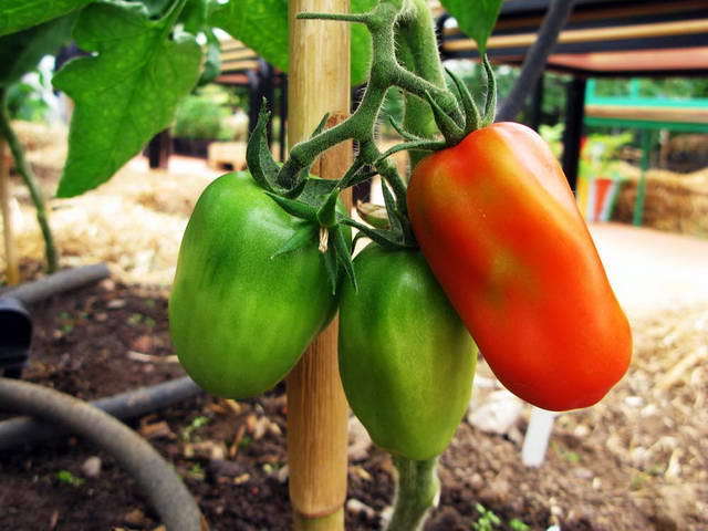 100726_g9_139-medium