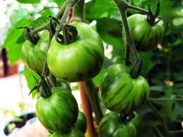 100726_g9_142-medium