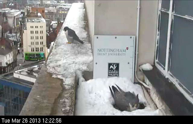 Peregrine_snow_4_640-medium