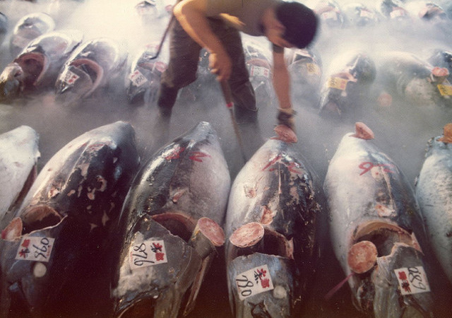 Bluefin_selection-medium